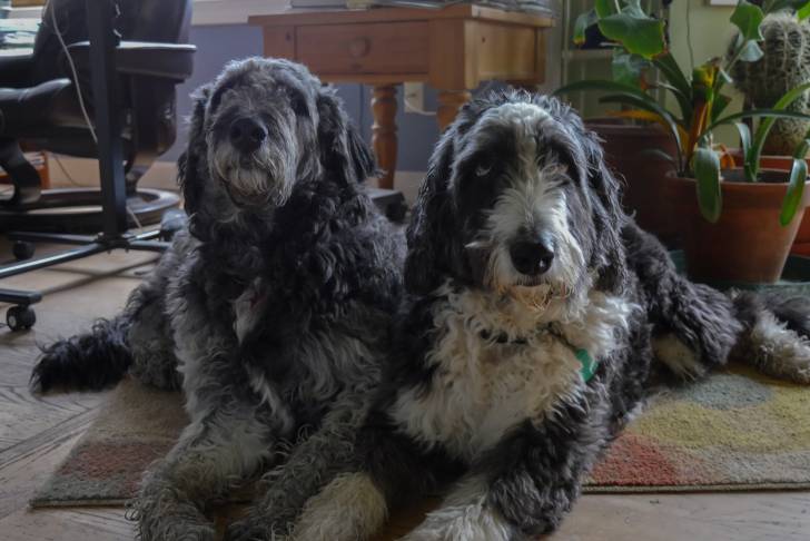Deux Aussiedoodles allongés : l’un au pelage argenté et l’autre au pelage noir et blanc