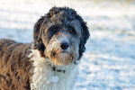 Un Aussiedoodle dans la neige