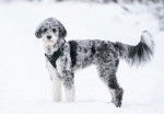 Un  Aussiedoodle dans la neige avec son harnais autour du cou