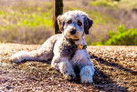 Un Aussiedoodle allongé au pied d'un arbre 