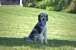 Un Aussiedoodle assit à l'ombre dans le jardin et portant un bandana autour du cou