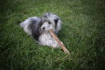 Un Aussiedoodle allongé dans l'herbe avec un bout de bois dans la gueule