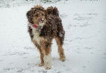 Un Aussiedoodle dans la neige, regardant les flocons tomber