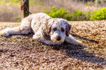 Un Aussiedoodle allongé sur le sol avec sa laisse attachée à un poteau