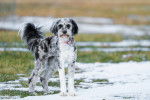Un Aussiedoodle sur un sol partiellement enneigé