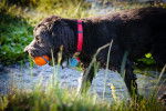 Un Aussiedoodle au pelage noir, portant un collier rouge et tenant une balle orange dans sa gueule