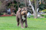 Un Aussiedoodle au pelage chocolat marchant dans l’herbe d'un parc