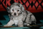 Un chiot Aussiedoodle au pelage noir et blanc, assis sur une couverture