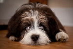 Un gros plan d’un Aussiedoodle aux yeux bleus et au pelage chocolat et blanc