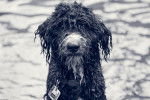 Un gros plan de la gueule d’un Aussiedoodle au pelage noir mouillé