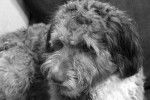 Un Aussiedoodle au pelage noir et blanc