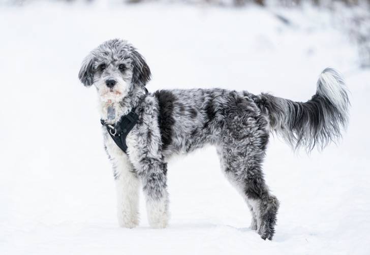 Un  Aussiedoodle dans la neige avec son harnais autour du cou