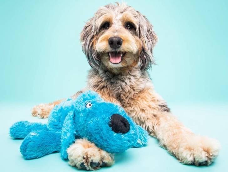 Un Aussiedoodle souriant, allongé sur un fond turquoise avec une peluche bleue