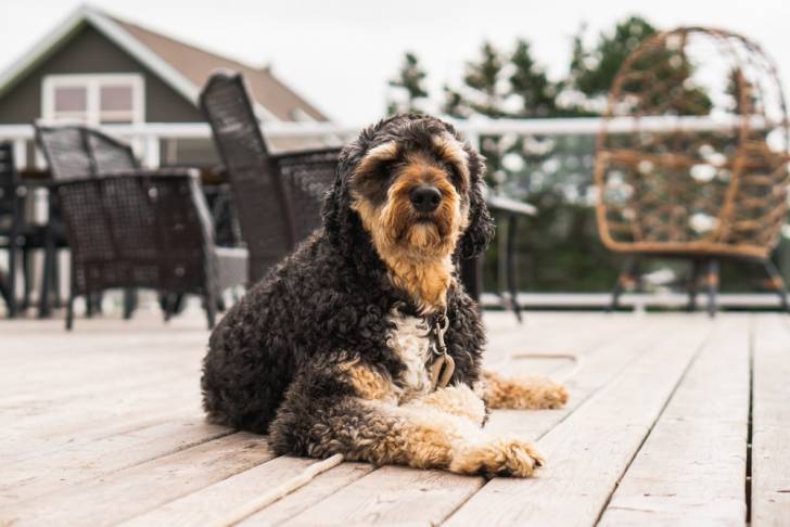 Un Aussiedoodle allongé sur la terrasse d'une maison