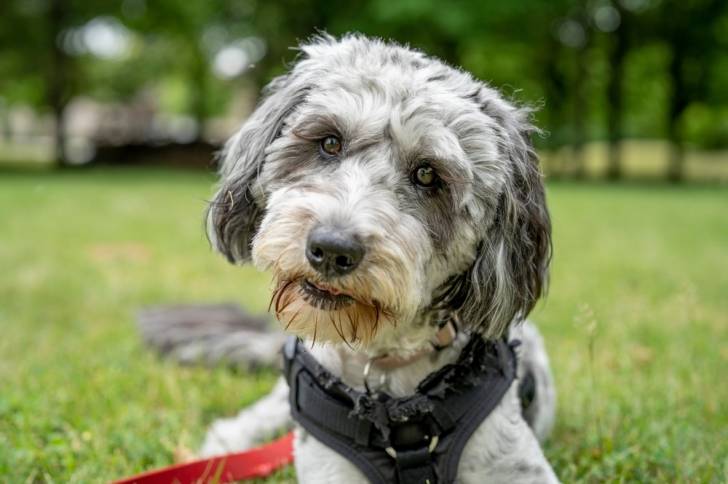 Gros plan sur un Aussiedoodle allongé dans l'herbe