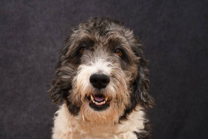 Gros plan sur le visage d'un Aussiedoodle gueule ouverte sur un fond sombre