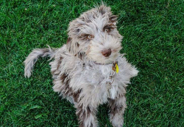 Un Aussiedoodle qui regarde en l'air assis dans l'herbe 