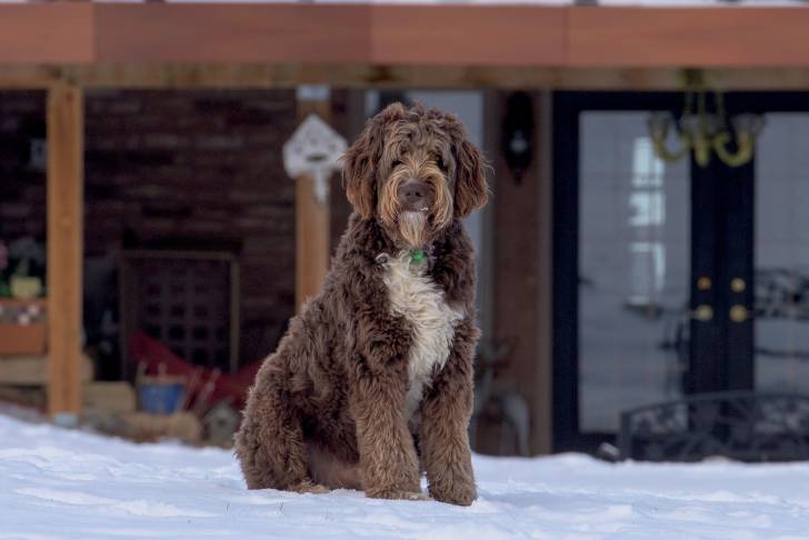 Un Aussiedoodle au pelage roux, assis dans la neige