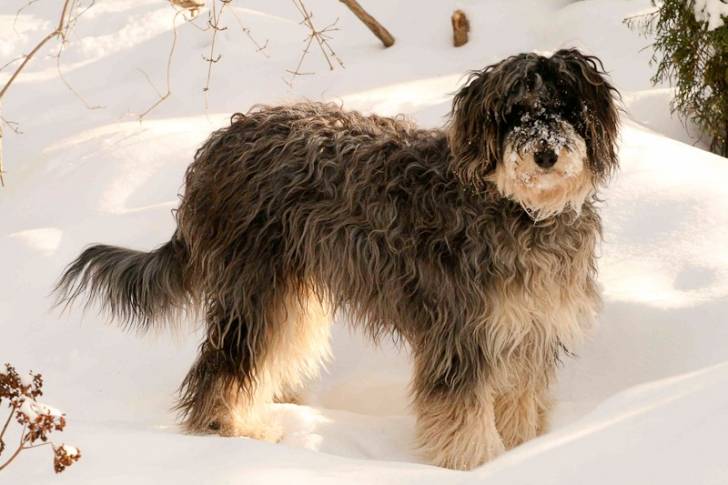 Un Aussiedoodle au pelage bleu et blanc dans un paysage enneigé