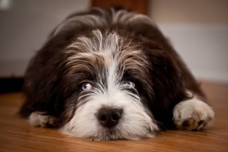 Un gros plan d’un Aussiedoodle aux yeux bleus et au pelage chocolat et blanc