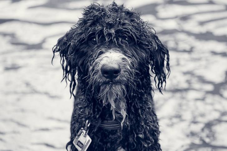 Un gros plan de la gueule d’un Aussiedoodle au pelage noir mouillé