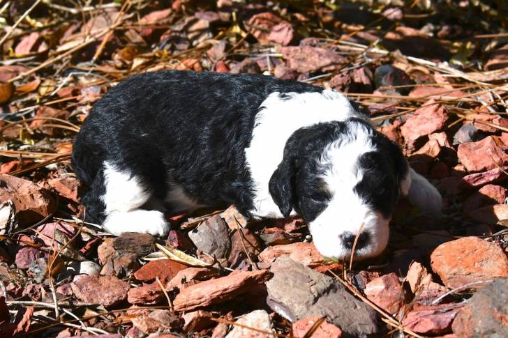 Un chiot Aussiedoodle au pelage noir et blanc, allongé sur des cailloux
