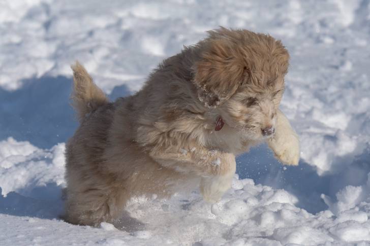 Un chiot Aussiedoodle au pelage blanc jouant dans la neige