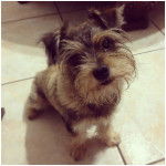 Un Chizer assis sur un sol carrelé et qui fixe la caméra.