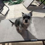 Un Chizer assis sur un canapé, vêtu d’une combinaison de protection bleue, et qui regarde la caméra.