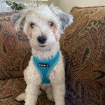 Un Chizer assis dans un canapé, vêtu d’une combinaison de protection bleue, et qui fixe la caméra.