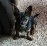 Photo d’un Chizer assis sur un tapis près d’un canapé.