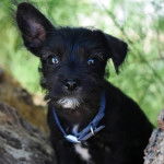 Photo en gros plan d’un Chizer noir dont l’oreille est tendue et qui porte une laisse bleue autour du cou.