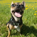 Un Chizer dans un champ d’herbe verte, portant un collier de cadenas autour du cou et semblant heureux.