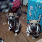 Deux Chizer identiquement habillées et assises dans une chambre, qui regardent toute la caméra.