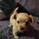 Un petit Chizer qui marche sur un canapé et semble avoir uriné.