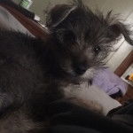 Photo d’un Chizer noir assis sur un canapé, qui semble concentré