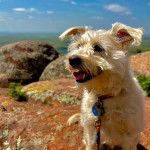 Un Chizer debout sur les rochers de la plage, portant un collier bleu et une laisse.