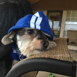 Photo d’un Chizer portant une capuche bleu, attaché à une laisse et qui semble coincé.