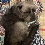 Photo d’un Chizer endormi sous sa couverture.