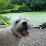 Un Chizer debout au bord du lac, attaché à une laisse et qui sort la langue.