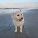 Un Chizer solitaire marchant sur le bord de la mer, avec une laisse autour du cou.