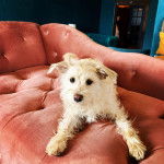 Photo d’un Chizer allongée sur un canapé et qui semble détendue.