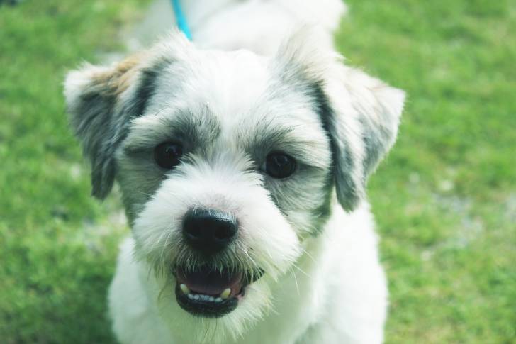 Un chiot Chizer au pelage blanc et aux oreilles tombantes