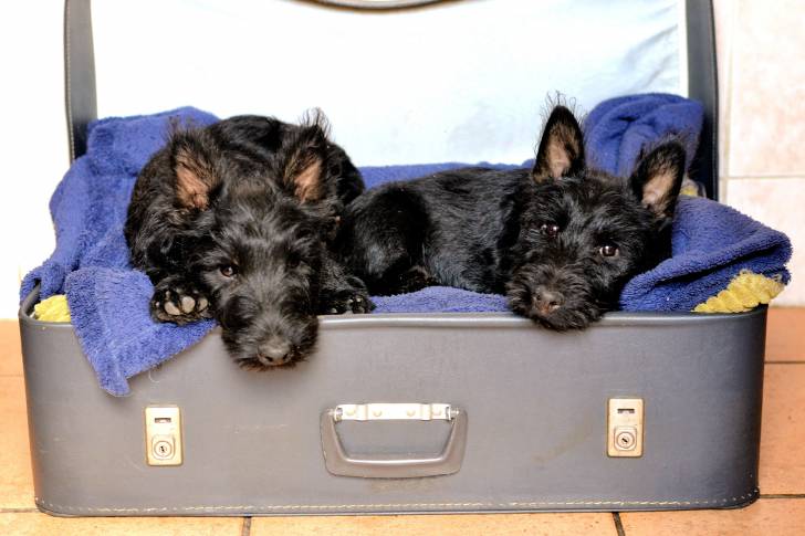 Deux chiots Chizers au pelage noir et aux oreilles dressées, allongés sur une couverture