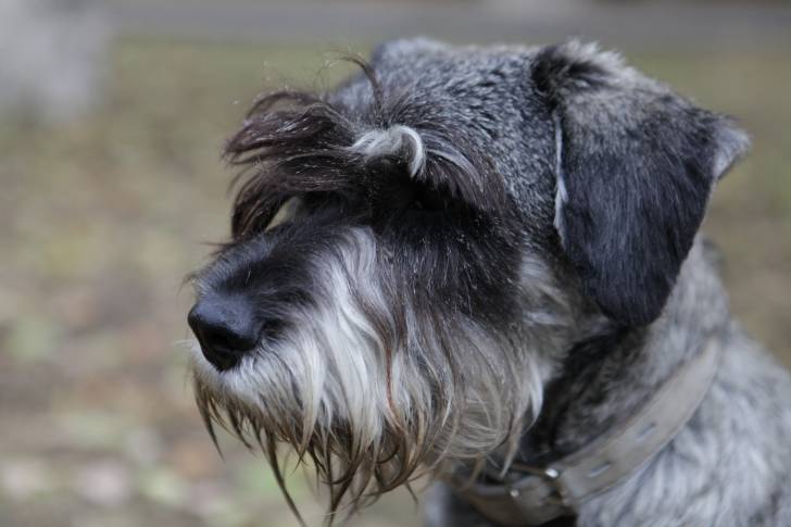 Un gros plan d’un Chizer au pelage gris et aux oreilles tombantes, portant un collier en cuir