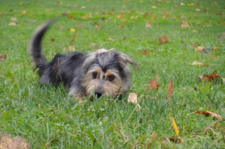 Un chien bicolore avec des oreilles tombantes jouant dans l’herbe