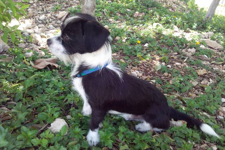 Profil d'un Chizer aux oreilles tombantes et au pelage noir et blanc, portant un collier bleu