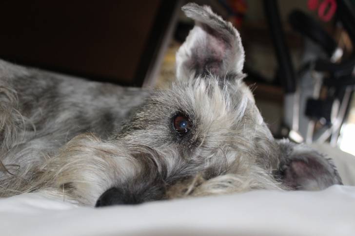Un gros plan de la gueule d'un Chizer au pelage gris, la tête posée sur un coussin blanc