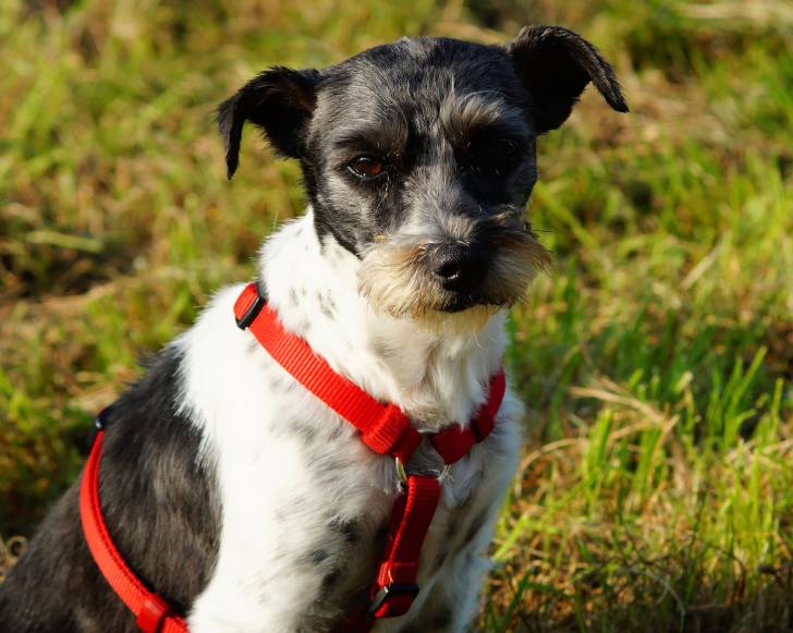Un Chizer au pelage noir et blanc, aux oreilles tombantes et portant un harnais rouge