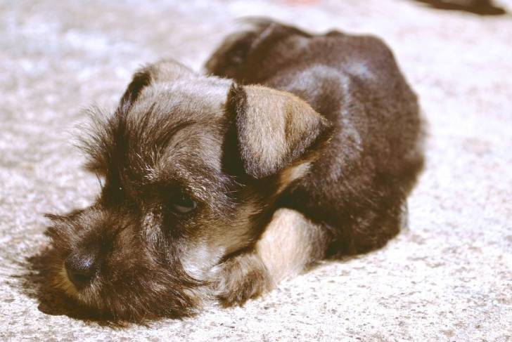 Un Chizer au pelage marron et aux oreilles tombantes, allongé sur un tapis